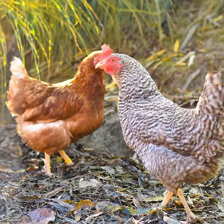 Straussenhof Halmer Agroturismo