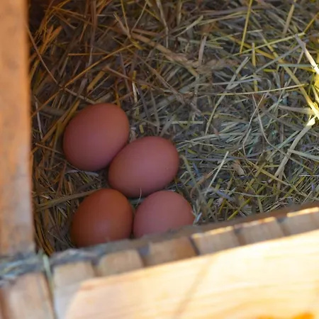 Agroturismo Straussenhof Halmer