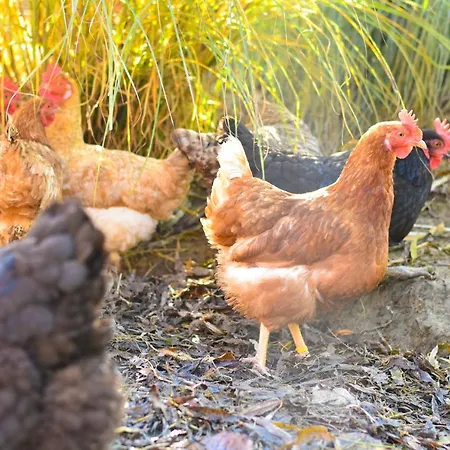 Lantgård Straussenhof Halmer