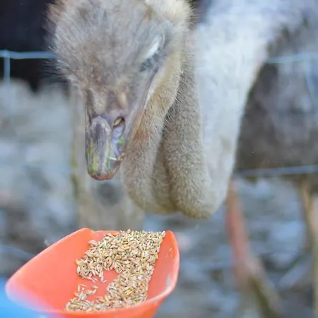 Straussenhof Halmer Oberndorf an der Melk
