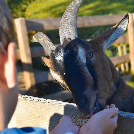 Straussenhof Halmer Farm stay