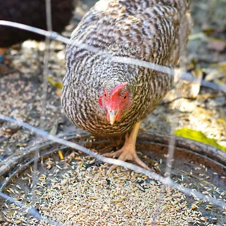 Straussenhof Halmer *