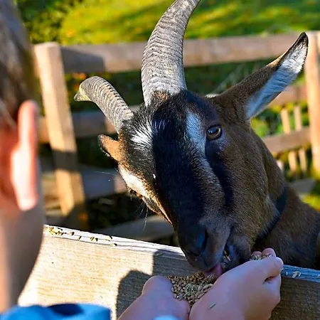 Straussenhof Halmer Farm stay *