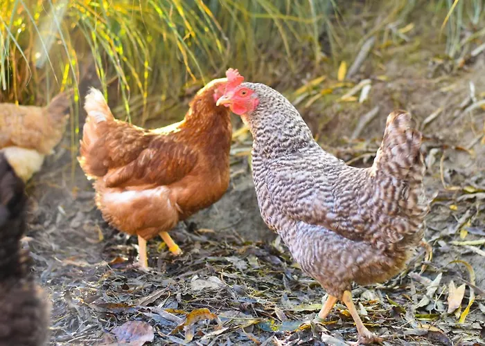 Straussenhof Halmer Agroturismo