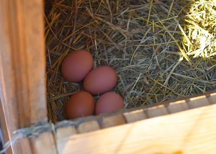 Farm stay Straussenhof Halmer