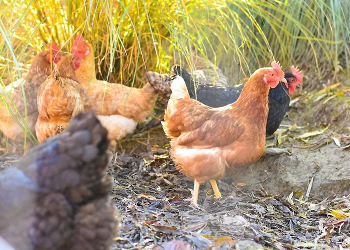 Farm stay Straussenhof Halmer