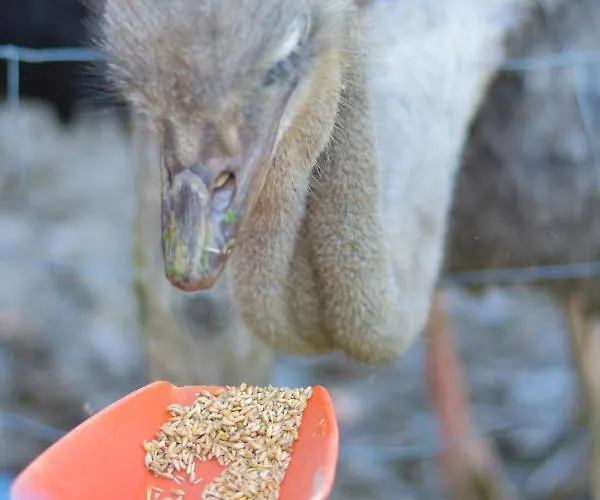 Straussenhof Halmer Oberndorf an der Melk