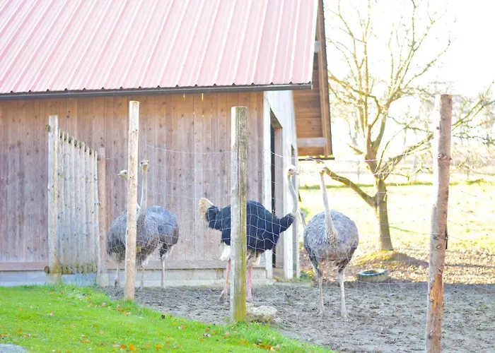 Straussenhof Halmer Oberndorf an der Melk