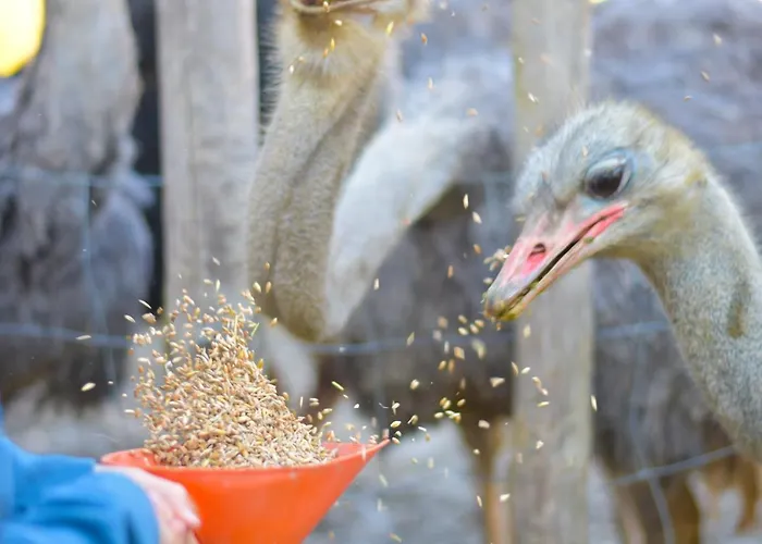 Straussenhof Halmer Oberndorf an der Melk