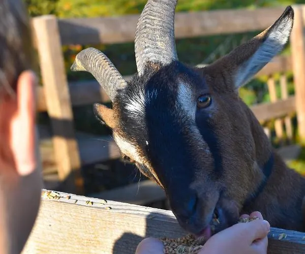 Straussenhof Halmer Farm stay