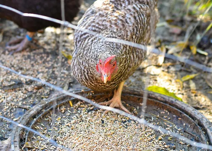 Straussenhof Halmer *