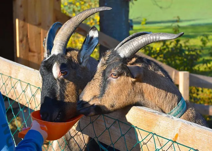 Straussenhof Halmer * Oberndorf an der Melk